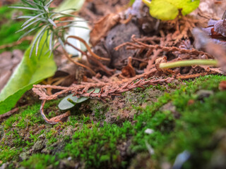 Closeup photo of forest floor. Sad nature image.
