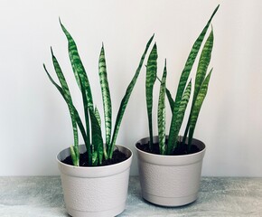 Sansevieria Zeylanica, snake plant against white background with copy space. Web banner. Home decor, nature concept.