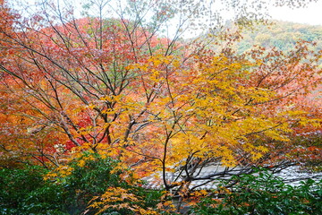Red and Yellow Autumn Leaves in Kyoto, Japan - 日本 京都 秋の紅葉