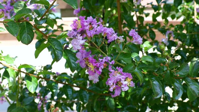 Bright pink Lagerstroemia Indica (Crape Myrtle) flowers with green leaves on branches in the garden in summer