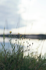 coltsfoot against the background of water, copy space
