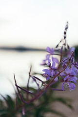 wild purple flower on the background of the river, focus on the foreground, copy space