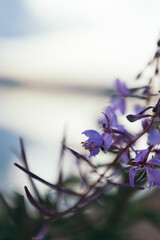 wild purple flower on the background of the river, focus on the foreground, copy space