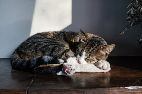 Gray tabby cat with white paws sleeps curled up in sunlight