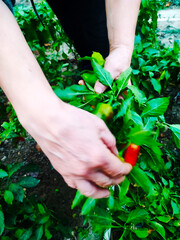 Picking peppers from the garden