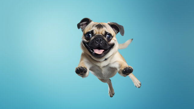 Pug dog jumping on isolated on blue cyan background