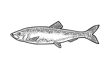 Whole fresh fish herring. Vector black engraving vintage