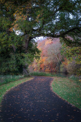 Footpath running next to Liffey River under tree arch. Beautiful trees and forest in vibrant autumn colours in St. Catherines Park, Dublin, Ireland