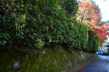 Red and Yellow Autumn Leaves at Komyo-ji Temple, Rurikoin in Kyoto, Japan 光明寺 京都本院 瑠璃光院 秋のRed and Yellow Autumn Leaves in Kyoto, Japan - 日本 京都 秋の紅葉
