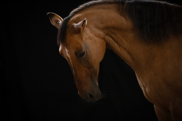 portret konia na czarnym tle  - obrazy, fototapety, plakaty