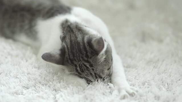 Sleepy aegean cat sucking home carpet pretending drinking milf off mother