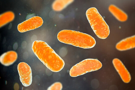 Haemophilus influenzae bacteria, 3D illustration
