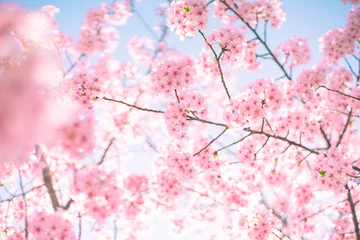 Foto auf Acrylglas 河津桜と空 © kanako