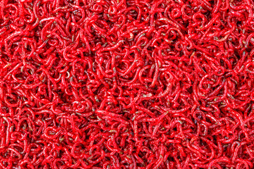 bloodworm  close-up. Macro shooting. nozzle for fishing.