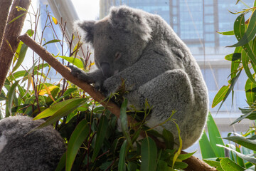 ユーカリの木で眠るコアラ