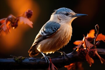 bird photography, a nuthatch climbing down on a tree, soft natural morning light, soft background with bokeh (AI Generator)