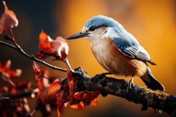 bird photography, a nuthatch climbing down on a tree, soft natural morning light, soft background with bokeh (AI Generator)