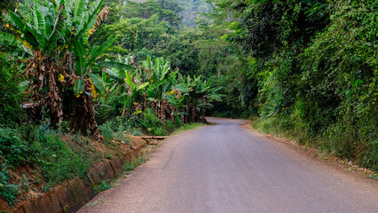 Forest and trekking landscape view