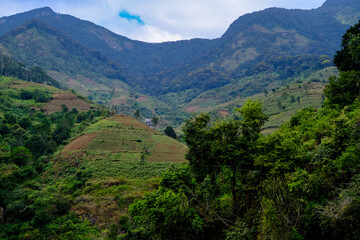 Obraz premium Forest and trekking landscape view
