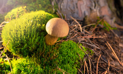 White small mushroom in a pine autumn forest on green moss. Boletus Edulis. Edible mushroom...