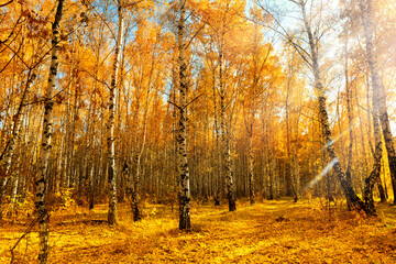 Autumn landscape in a birch grove, illuminated by the sun. Seasonal sunny weather. Bright orange-yellow foliage. Leaves covered the entire ground.