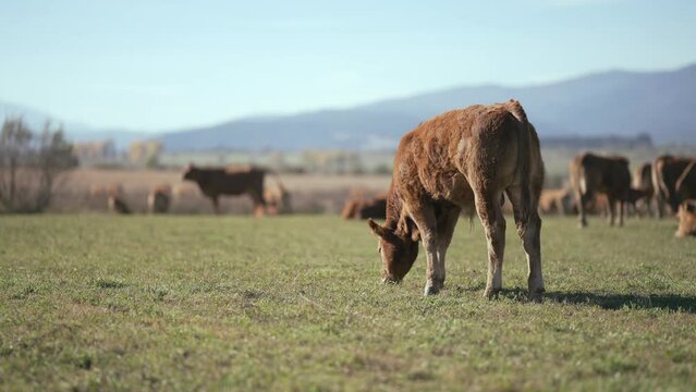 Beefmaster cattle herd grazing in a green meadow field, selective focus cinematic shot, slow motion