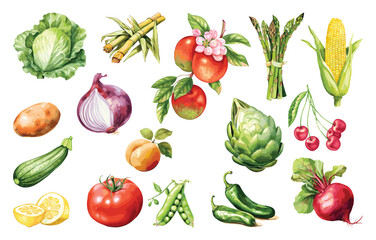 Watercolor painted collection of vegetables and fruits. Hand drawn fresh food design elements isolated on white background.