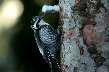 Three-toed woodpecker in the dark forest