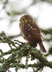 Ferruginous Pygmy owl, Glaucidium brasilianum, Calden forest, La Pampa Province, Patagonia, Argentina.