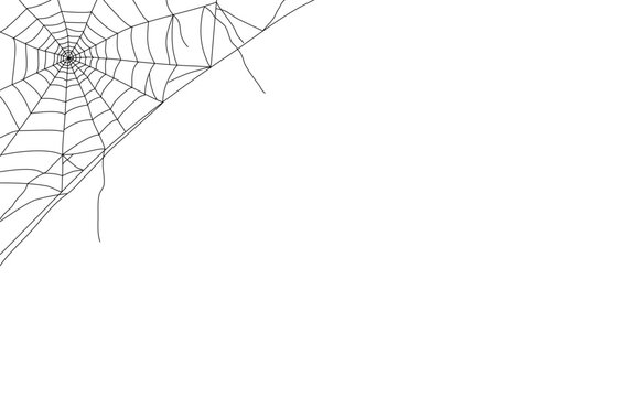 spider web on white
