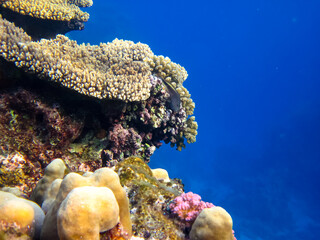 Bright and colorful inhabitants of the coral reef of the Red Sea