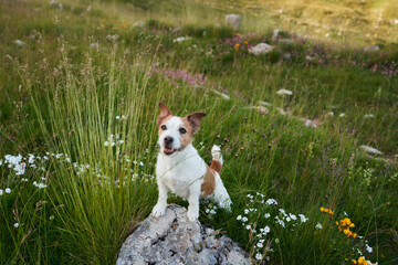 Jack Russell Terrier perched on a rock amidst a blooming meadow, a vigilant guardian of the wild. Dog gaze surveys the vibrant, flower-dotted grassland