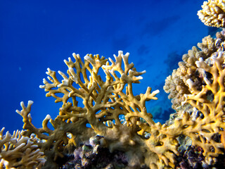 Fototapeta na wymiar Bright and colorful inhabitants of the coral reef of the Red Sea