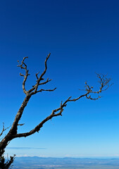 Dead tree branches and blue sky in Teresopolis, Rio de Janeiro, Brazil
