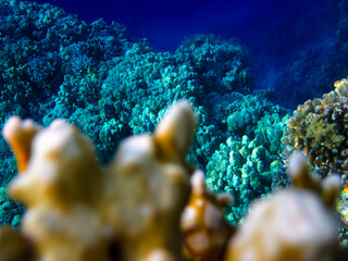 Bright and colorful inhabitants of the coral reef of the Red Sea
