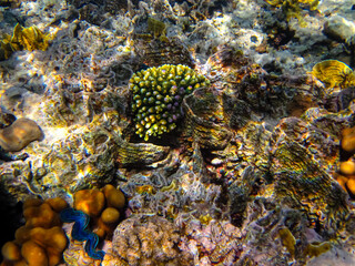 Bright and colorful inhabitants of the coral reef of the Red Sea