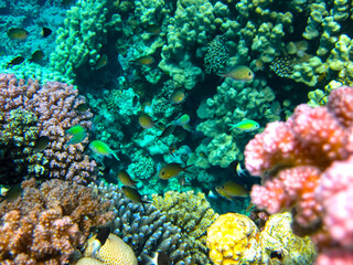 Naklejka na ściany i meble Bright and colorful inhabitants of the coral reef of the Red Sea