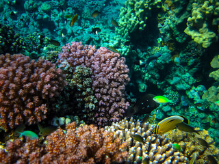 Bright and colorful inhabitants of the coral reef of the Red Sea