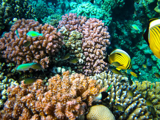 Bright and colorful inhabitants of the coral reef of the Red Sea