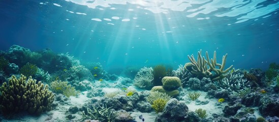 laminaria sea kale underwater photo ocean reef salt water. Website header. Creative Banner. Copyspace image - obrazy, fototapety, plakaty