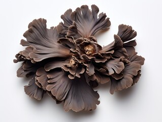 Maitake Mushroom on White Background: A Composite of Edible Hen of the Woods Fungal Head, Perfect Ingredient for Forest Forage Food