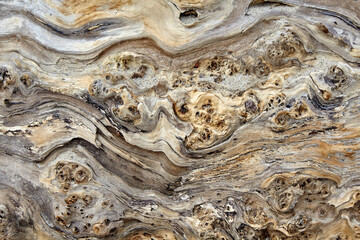 The texture of an amazing tree sprinkled with sea sand