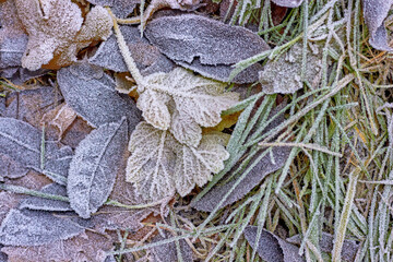 Fallen dry leaves and green grass are covered with the first frost