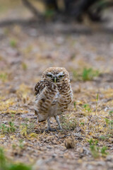 Burrowing Owl perched, La Pampa Province, Patagonia, Argentina.