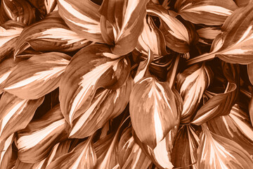 Juicy peach colour bright leaf for beige background.