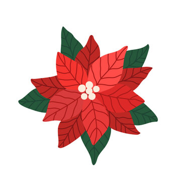 Red poinsettia flower with green leaves on white background. Beautiful Christmas plant for seasonal decoration. Flat vector illustration