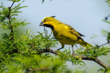 Yellow Cardinal, Gubernatrix cristata, Endangered species in La Pampa, Argentina