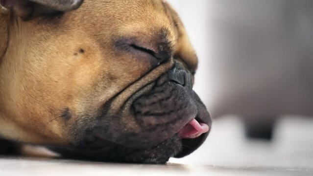 Sleepy adorable french bulldog lying on sofa with eyes closed