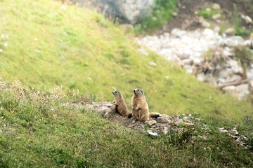 Cute groundhogs in the german alps