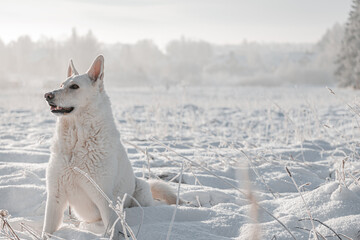 a white swiss shepherd dog sits in snow in winter outside - obrazy, fototapety, plakaty